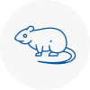 Rat Control Tunbridge Wells