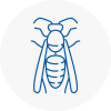 Tunbridge Wells Wasp Nest Removal